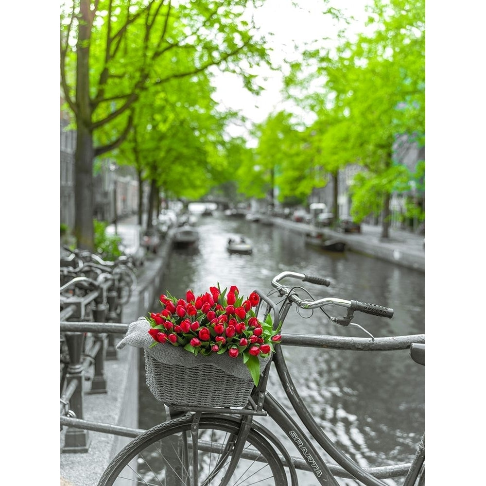 Bicycle with bunch of flowers by the canal-Amsterdam by Assaf Frank-VARPDXAF201605211290C01 Image 1