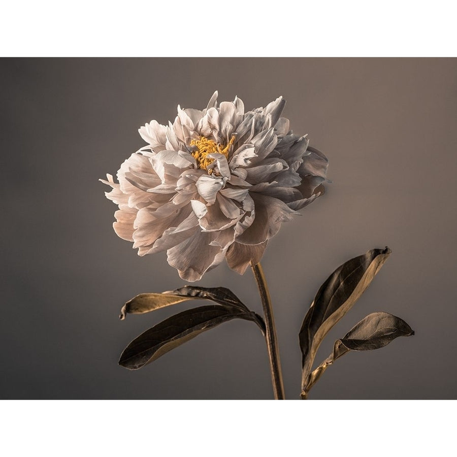 Peony flower by Assaf Frank-VARPDXAF20160705216C03 Image 1