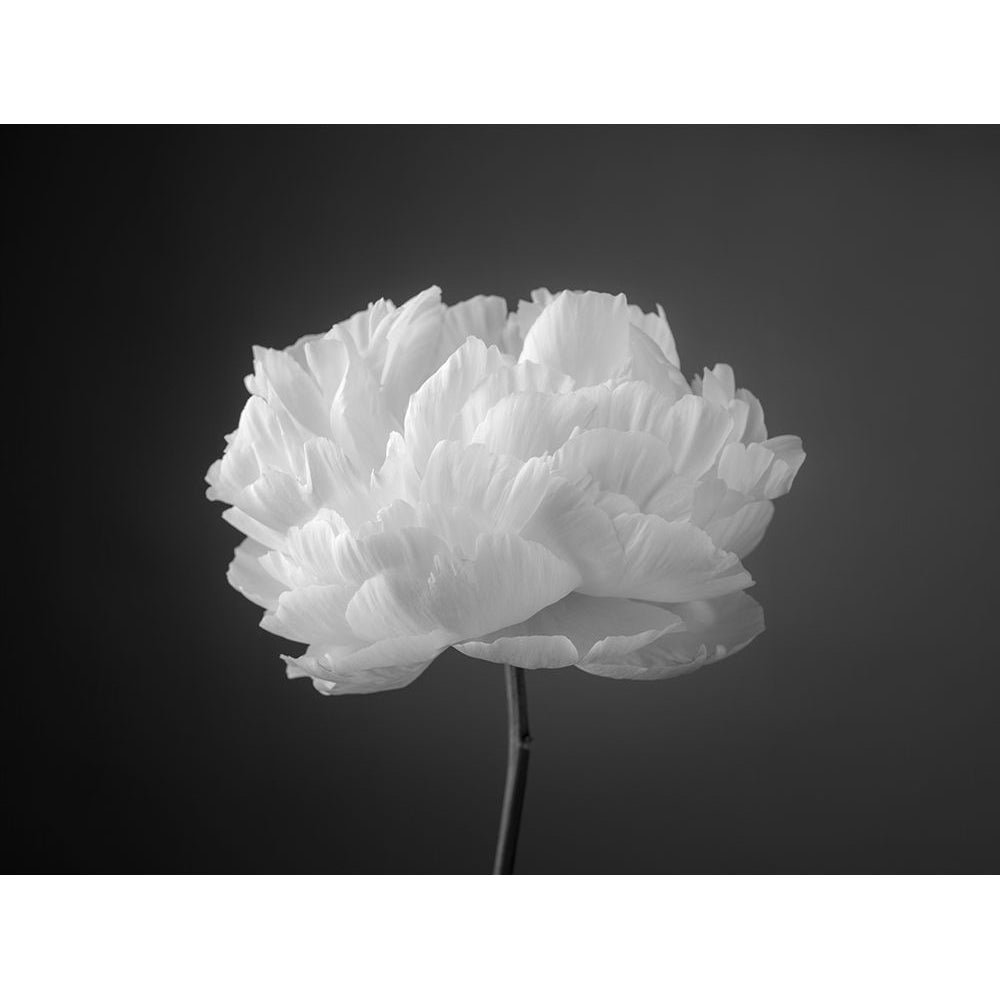 Peony flower by Assaf Frank-VARPDXAF20160705226C04 Image 1