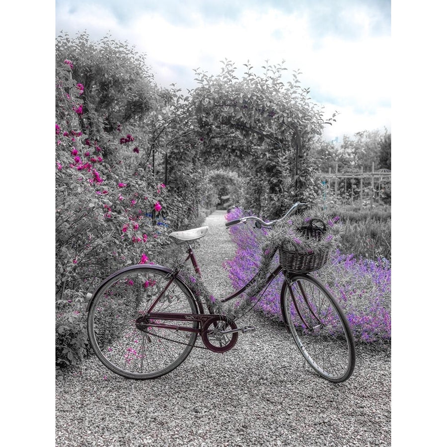 Bicycle on a garden path Poster Print by Assaf Frank-VARPDXAF20160621071XC01 Image 1