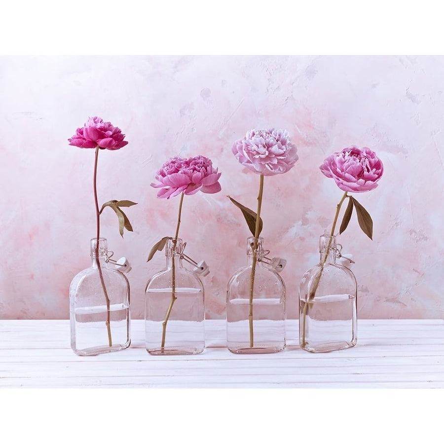 Peonies in glass bottles Poster Print by Assaf Frank-VARPDXAF20160707260C01 Image 1