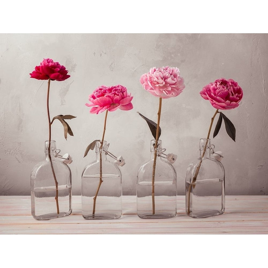 Peonies in glass bottles Poster Print by Assaf Frank-VARPDXAF20160707261C06 Image 1