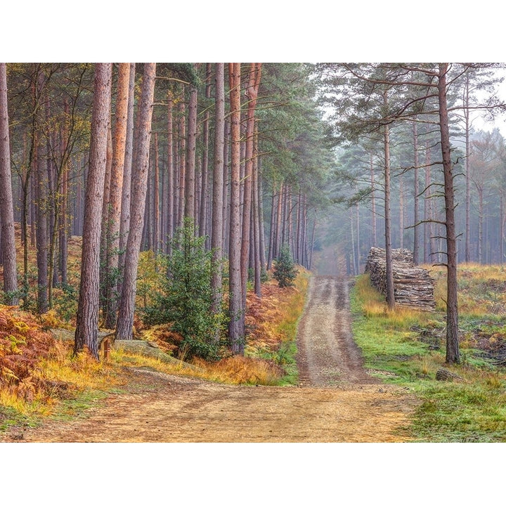 Road Through Autumn Forest Poster Print by Assaf Frank-VARPDXAF20161101108X Image 1