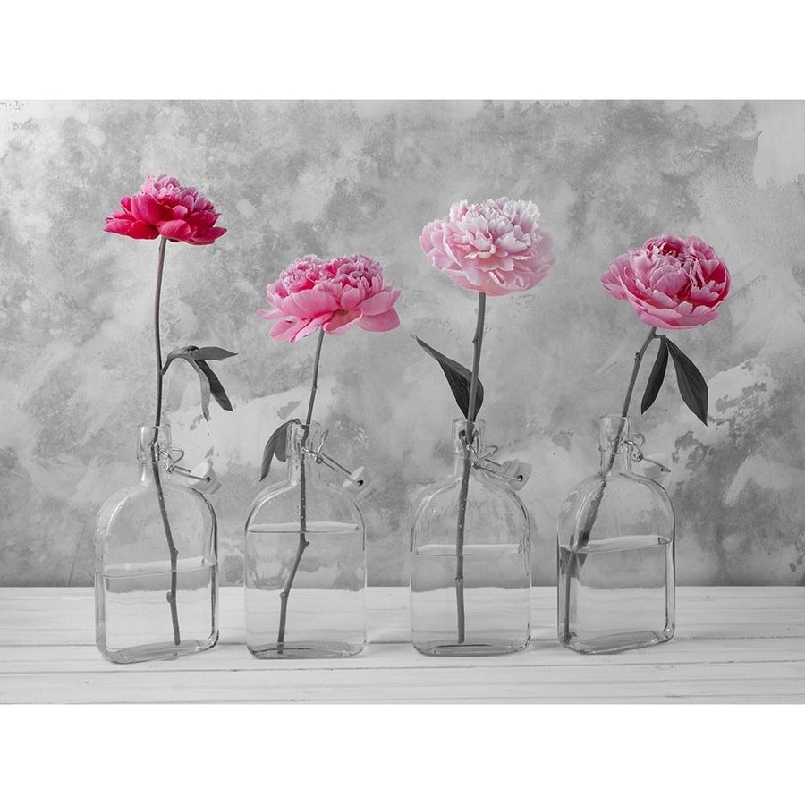 Peonies in glass bottles Poster Print by Assaf Frank-VARPDXAF20160707263C02 Image 1