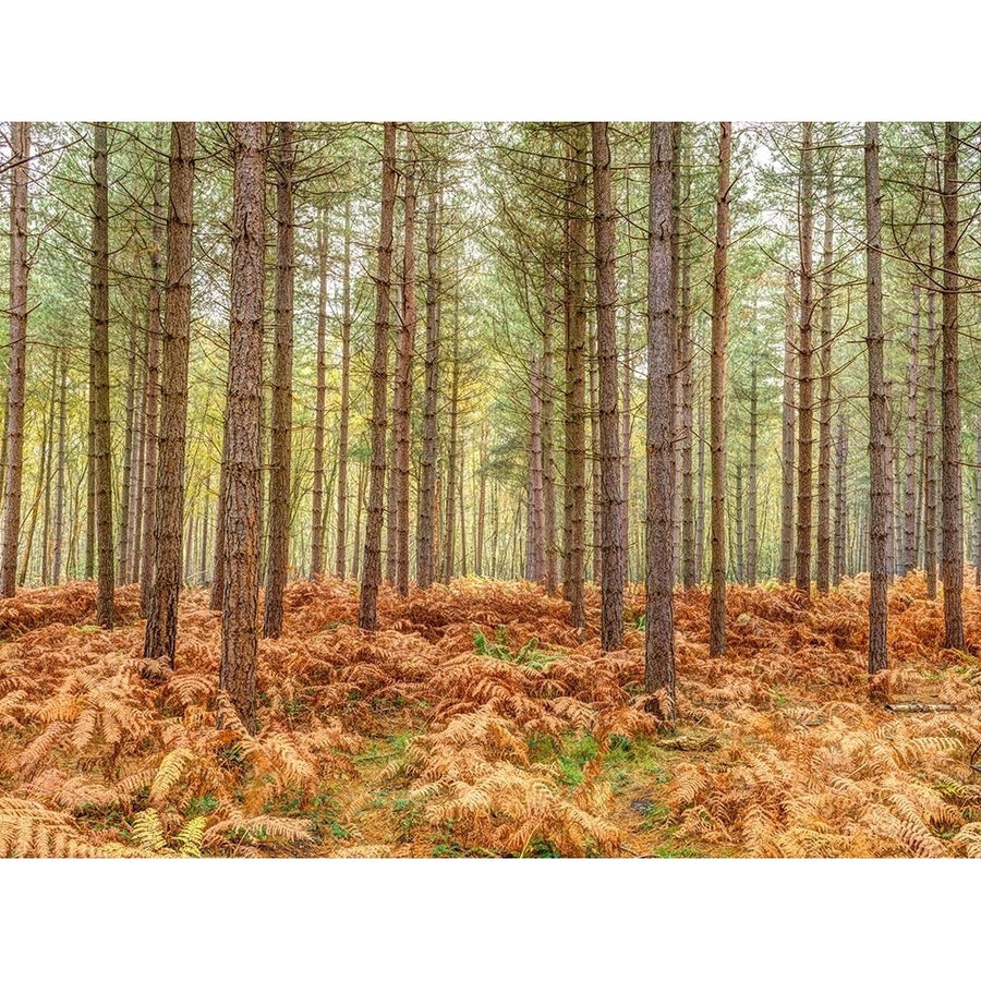 Tall trees in Autumn forest by Assaf Frank-VARPDXAF20161101100X Image 1