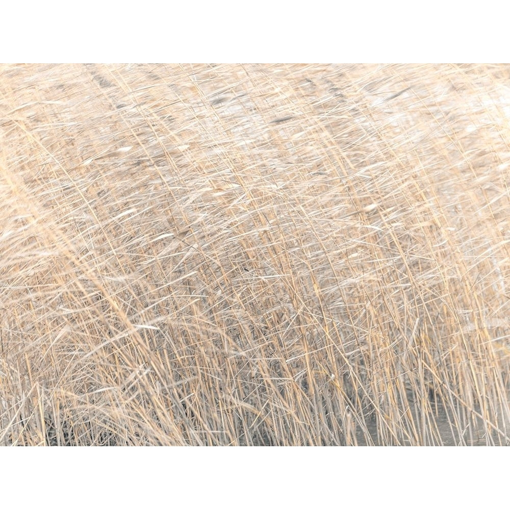 Brown reeds growing in water by Assaf Frank-VARPDXAF20161224014 Image 1