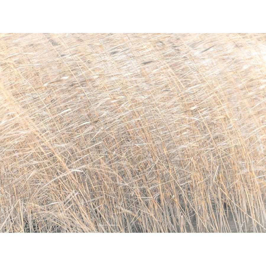 Brown reeds growing in water by Assaf Frank-VARPDXAF20161224014 Image 1