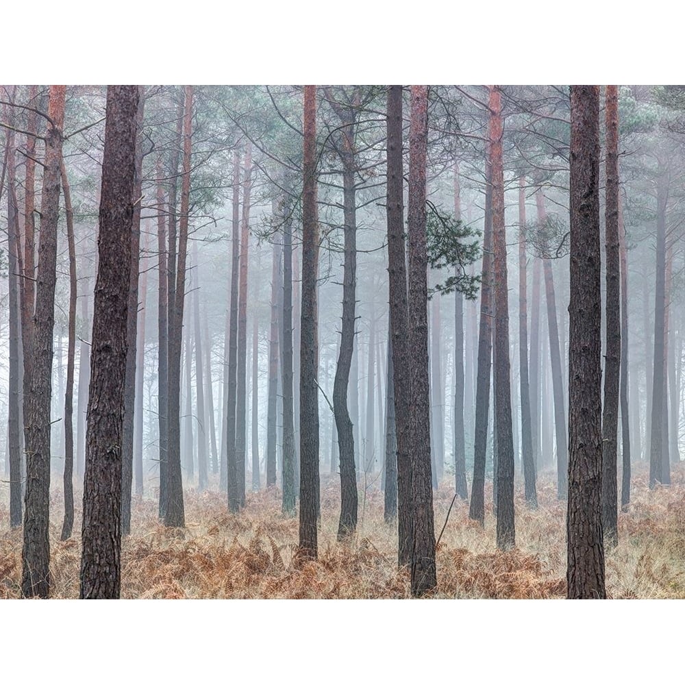 Misty forest with tall trees by Assaf Frank-VARPDXAF20170125013X Image 1