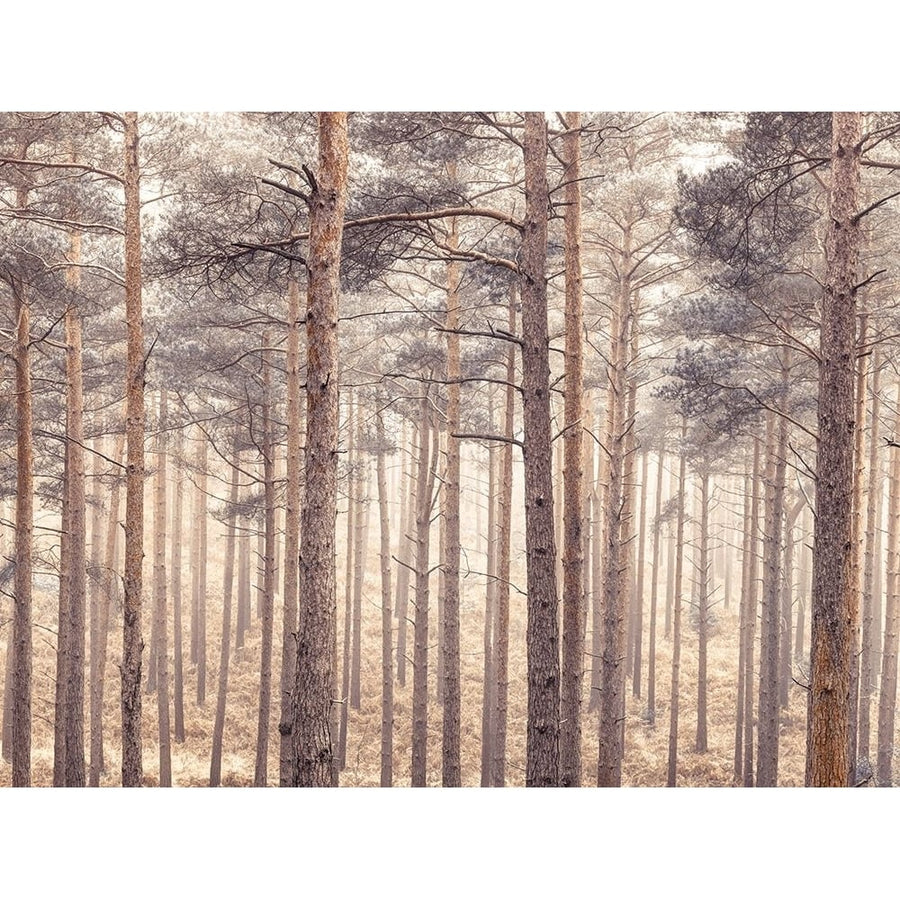 Misty forest with tall trees by Assaf Frank-VARPDXAF20170125079XC01 Image 1