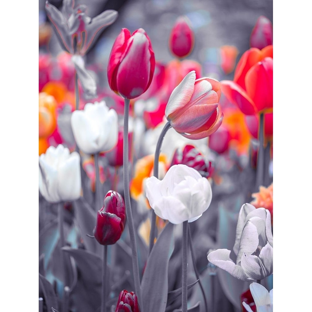 Colorful Tulip flowers by Assaf Frank-VARPDXAF20170505692C03 Image 1