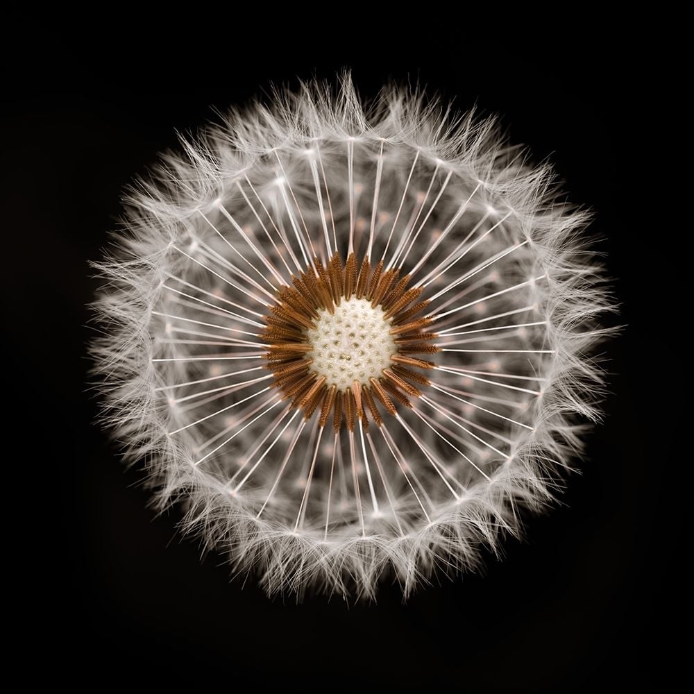 Dandelion Clock over black background Poster Print by Assaf Frank-VARPDXAF20170420020C02 Image 1