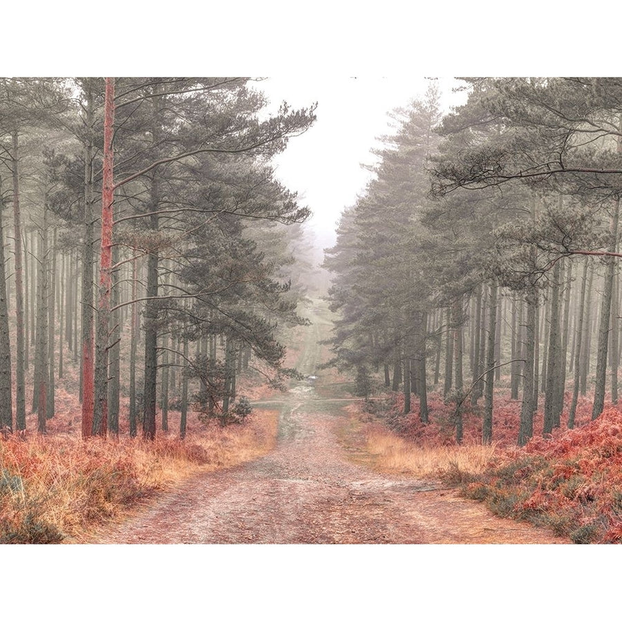 Pathway through misty forest FTBR 1847 Poster Print by Assaf Frank-VARPDXAF20170125084XC01 Image 1