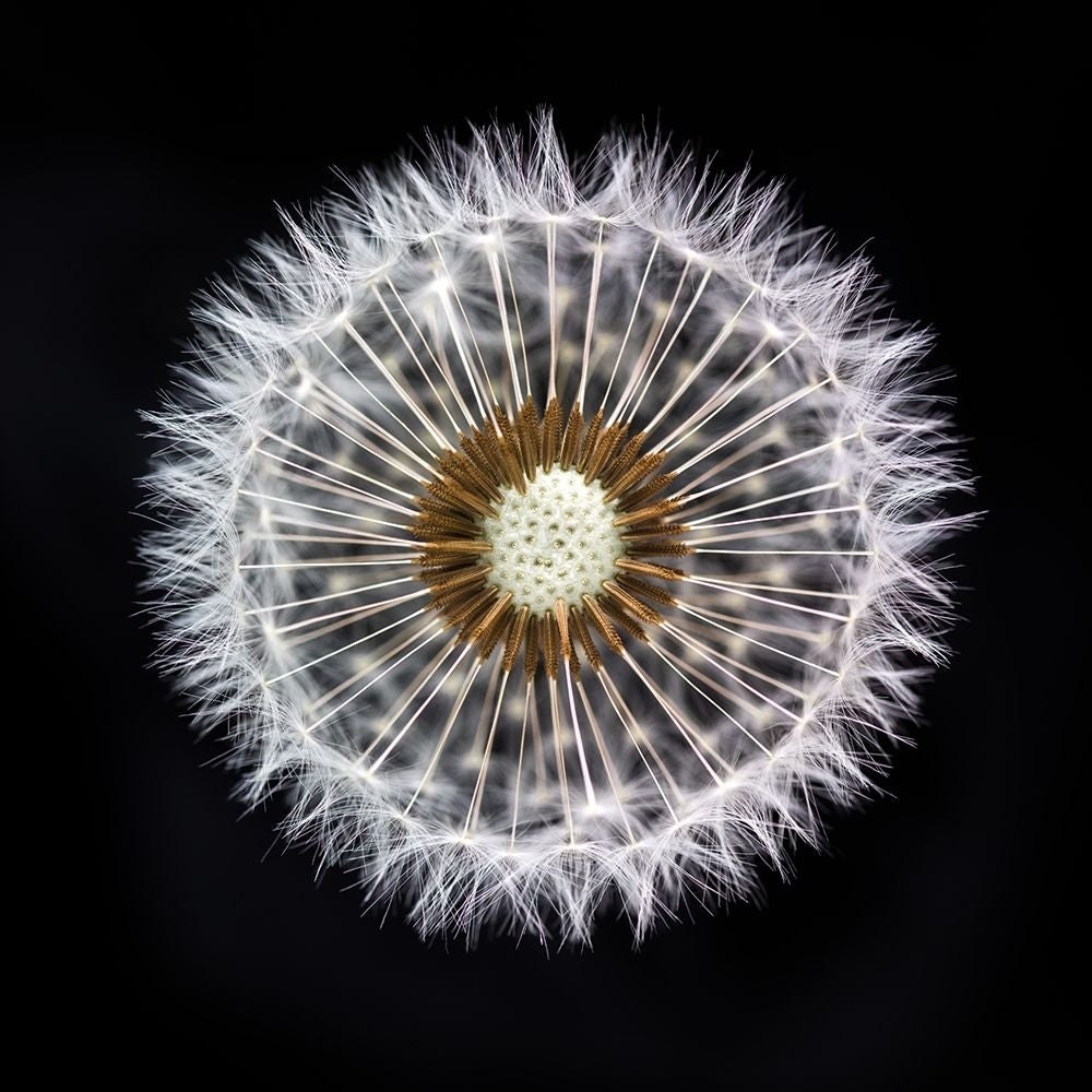 Dandelion Clock Poster Print by Assaf Frank-VARPDXAF20170420020 Image 1