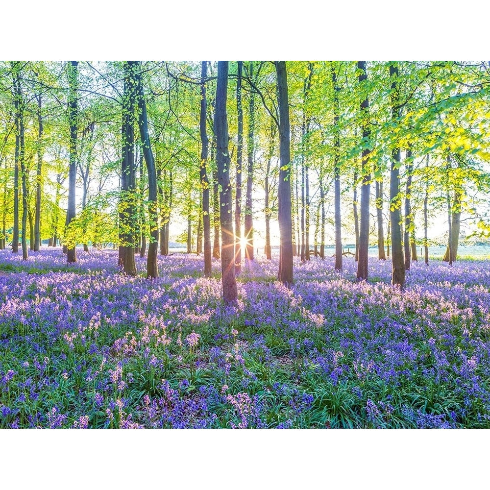 Bluebells by Assaf Frank-VARPDXAF20170510423 Image 1