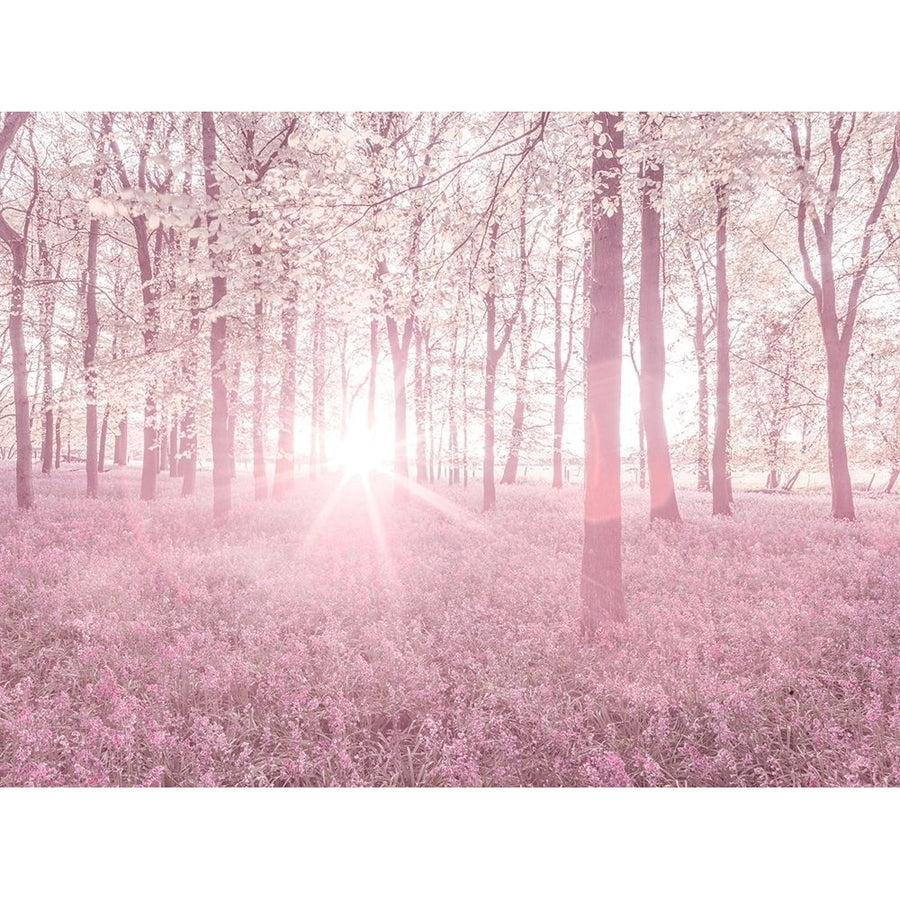 Bluebells in pink by Assaf Frank-VARPDXAF20170510432C01 Image 1