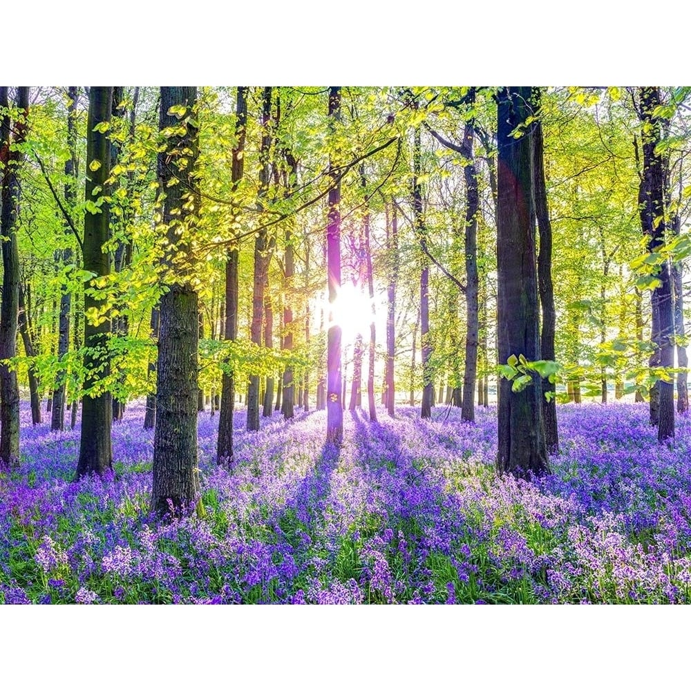 Bluebells by Assaf Frank-VARPDXAF20170510364X Image 1