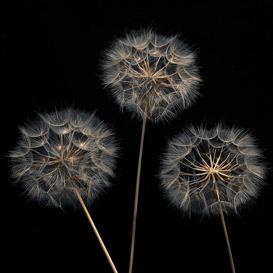 Dandelion flowers over black background Poster Print by Assaf Frank-VARPDXAF20170615134 Image 1