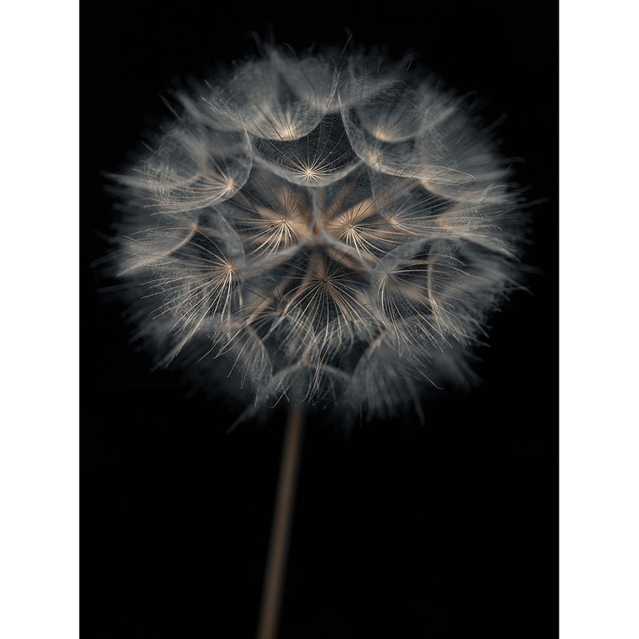 Dandelion flower over black background Poster Print by Assaf Frank-VARPDXAF20170615166 Image 1