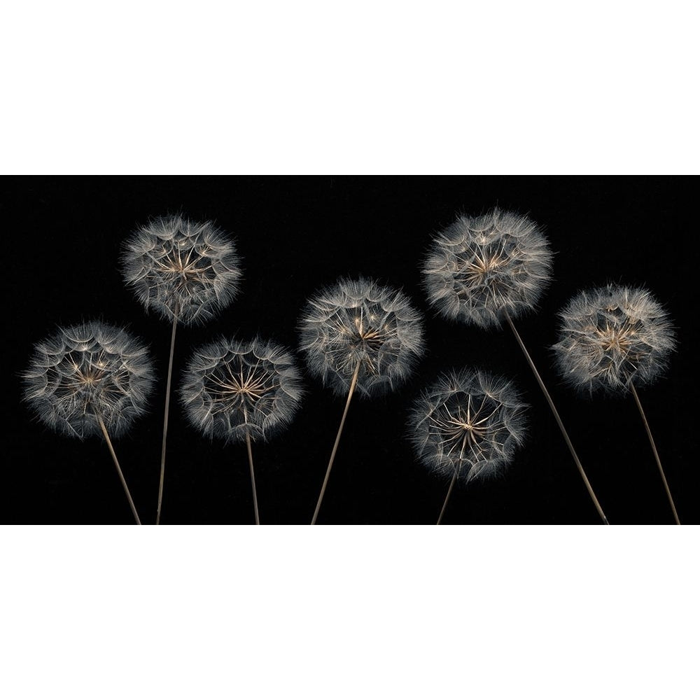 Dandelion flowers over black background Poster Print by Assaf Frank-VARPDXAF20170615130 Image 1