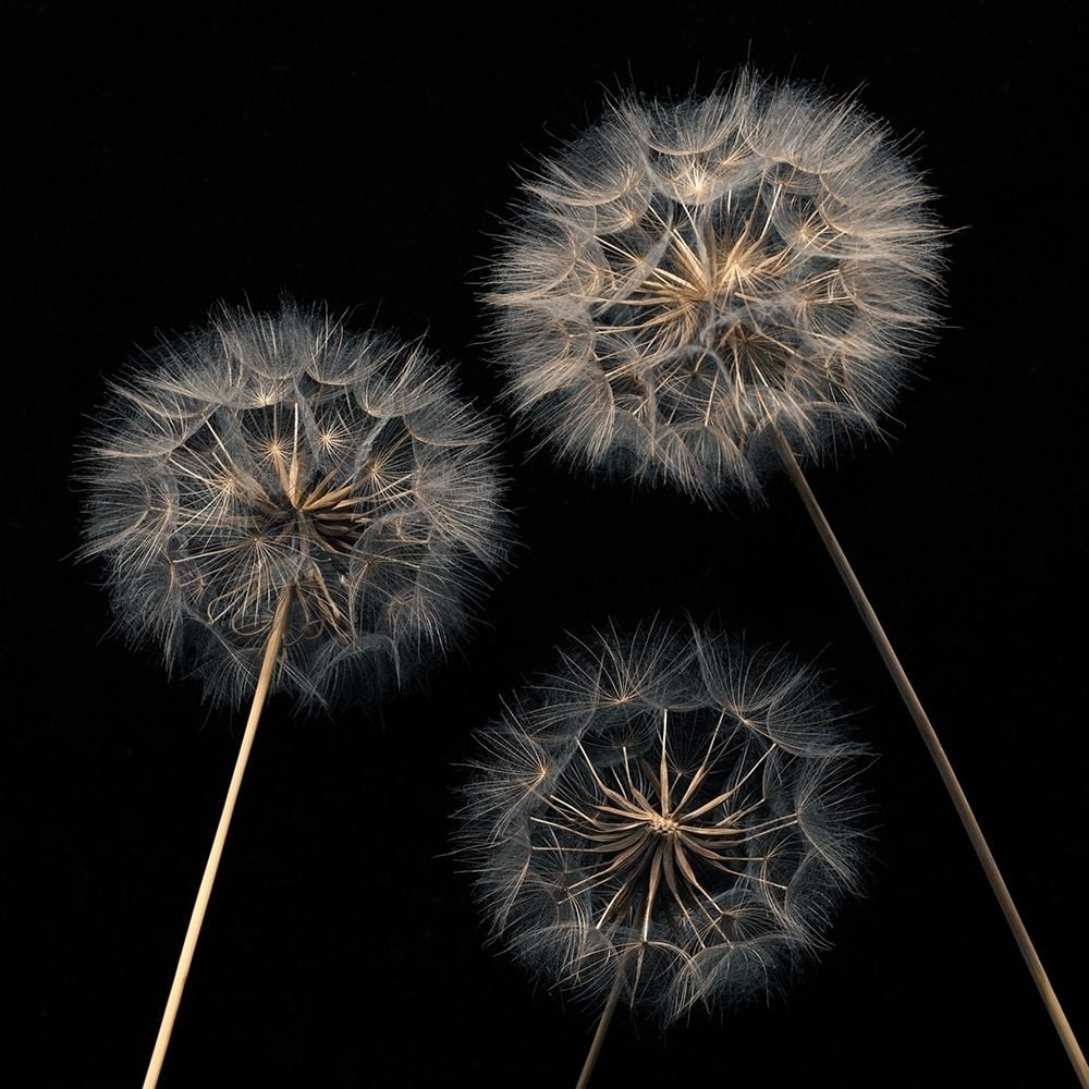 Dandelion flowers over black background Poster Print by Assaf Frank-VARPDXAF20170615138 Image 1