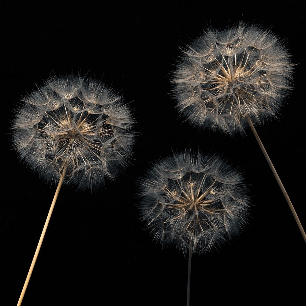 Dandelion flowers over black background Poster Print by Assaf Frank-VARPDXAF20170615146 Image 1