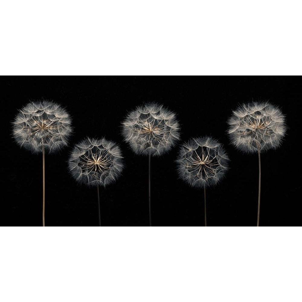 Dandelion flowers over black background Poster Print by Assaf Frank-VARPDXAF20170615121 Image 1