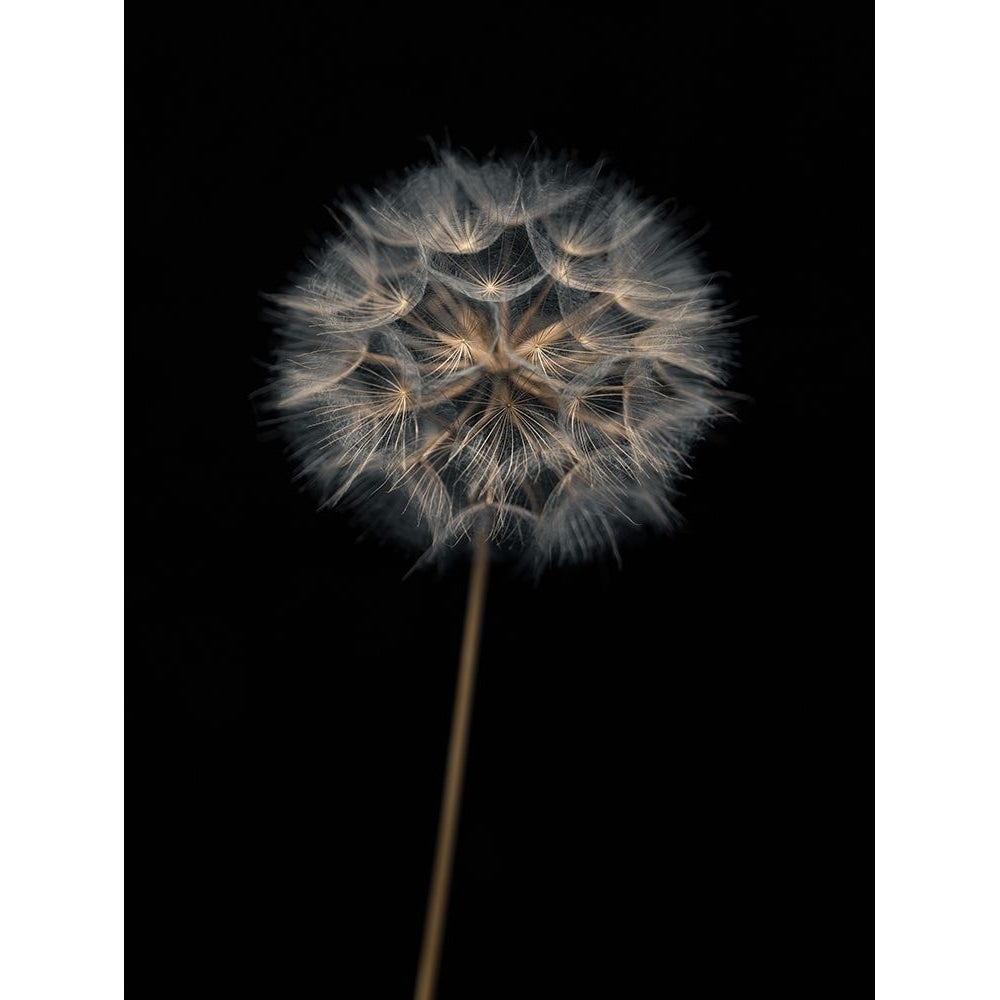 Dandelion flower over black background Poster Print by Assaf Frank-VARPDXAF20170615162 Image 1