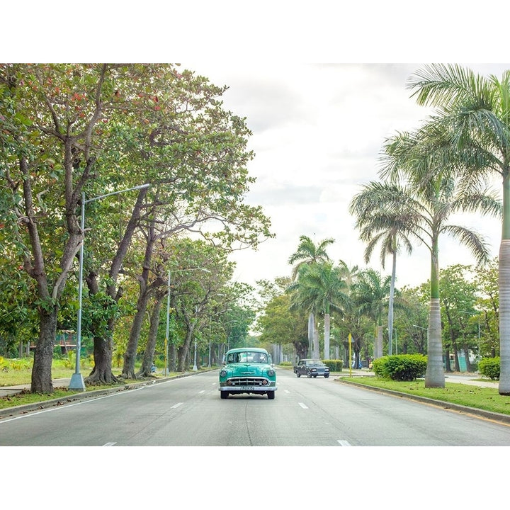 Vintage Car On A Road With Palm Trees Cuba Poster Print by Assaf Frank-VARPDXAF20180122733 Image 1