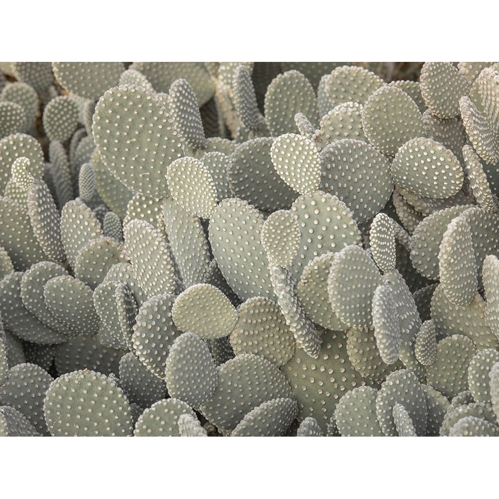 Cactus plant by Assaf Frank-VARPDXAF20180112746C01 Image 1