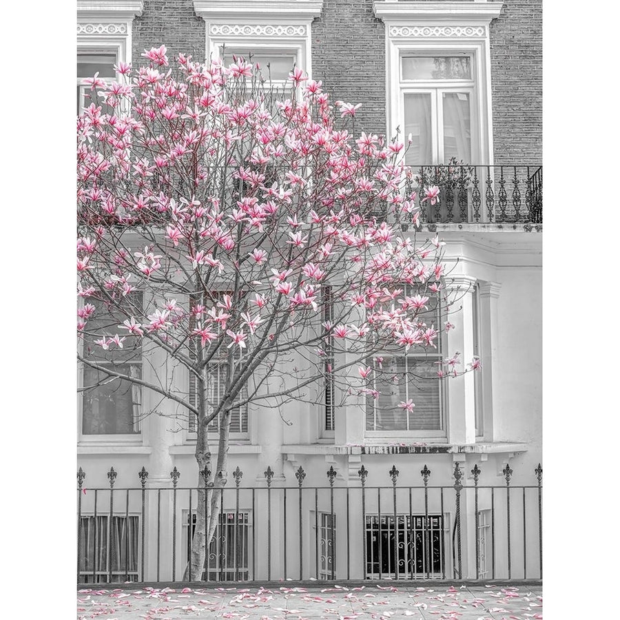 Magnolia tree outside house in London by Assaf Frank-VARPDXAF20180414061XC01 Image 1