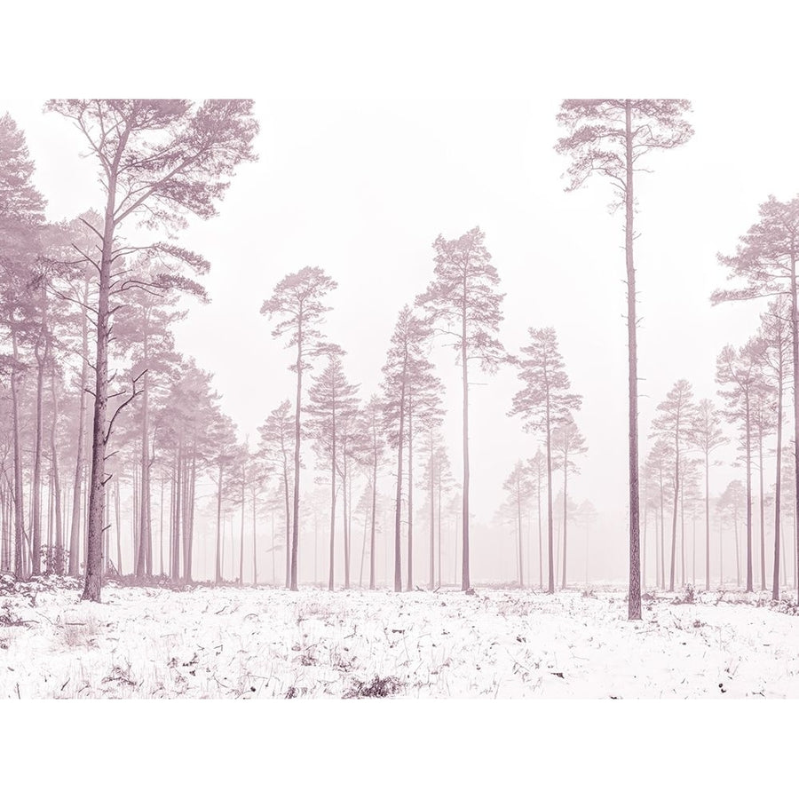 Snowy forest in winter by Assaf Frank-VARPDXAF20180303057XC02 Image 1