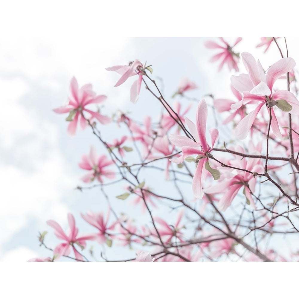 Magnolias against sky by Assaf Frank-VARPDXAF20180414079C01 Image 1