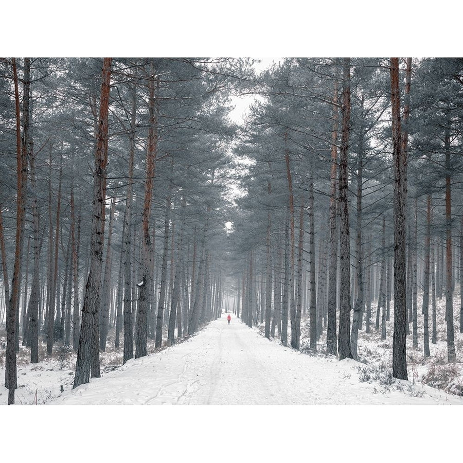 Pathway through snowy forest FTBR-1912 Poster Print by Assaf Frank-VARPDXAF20180303194C01 Image 1