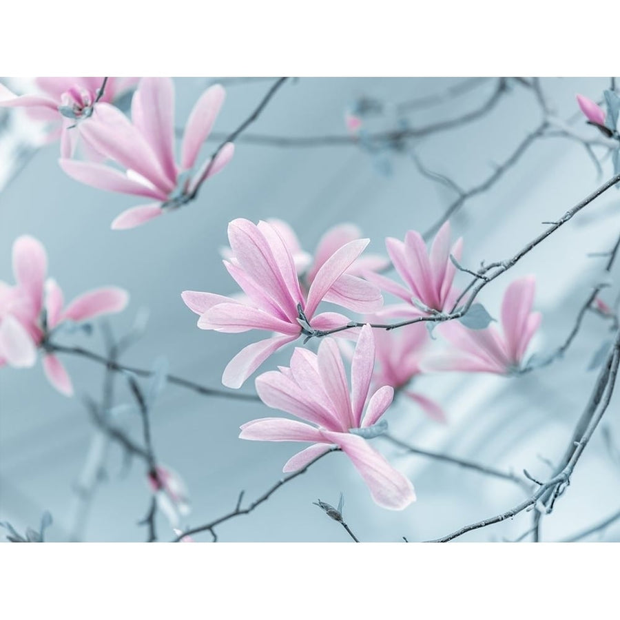 Magnolia flowers by Assaf Frank-VARPDXAF20180414126C02 Image 1