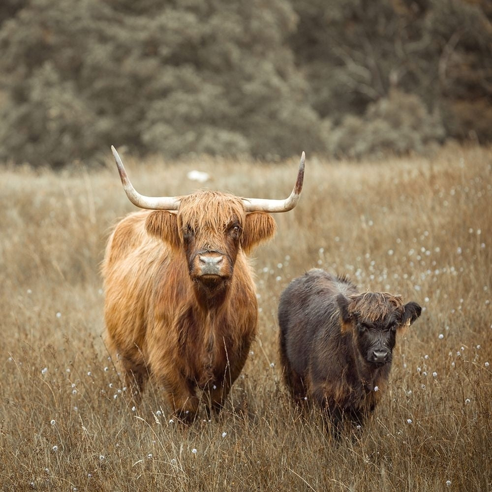 Highland Cows by Assaf Frank-VARPDXAF201808243042C03 Image 1