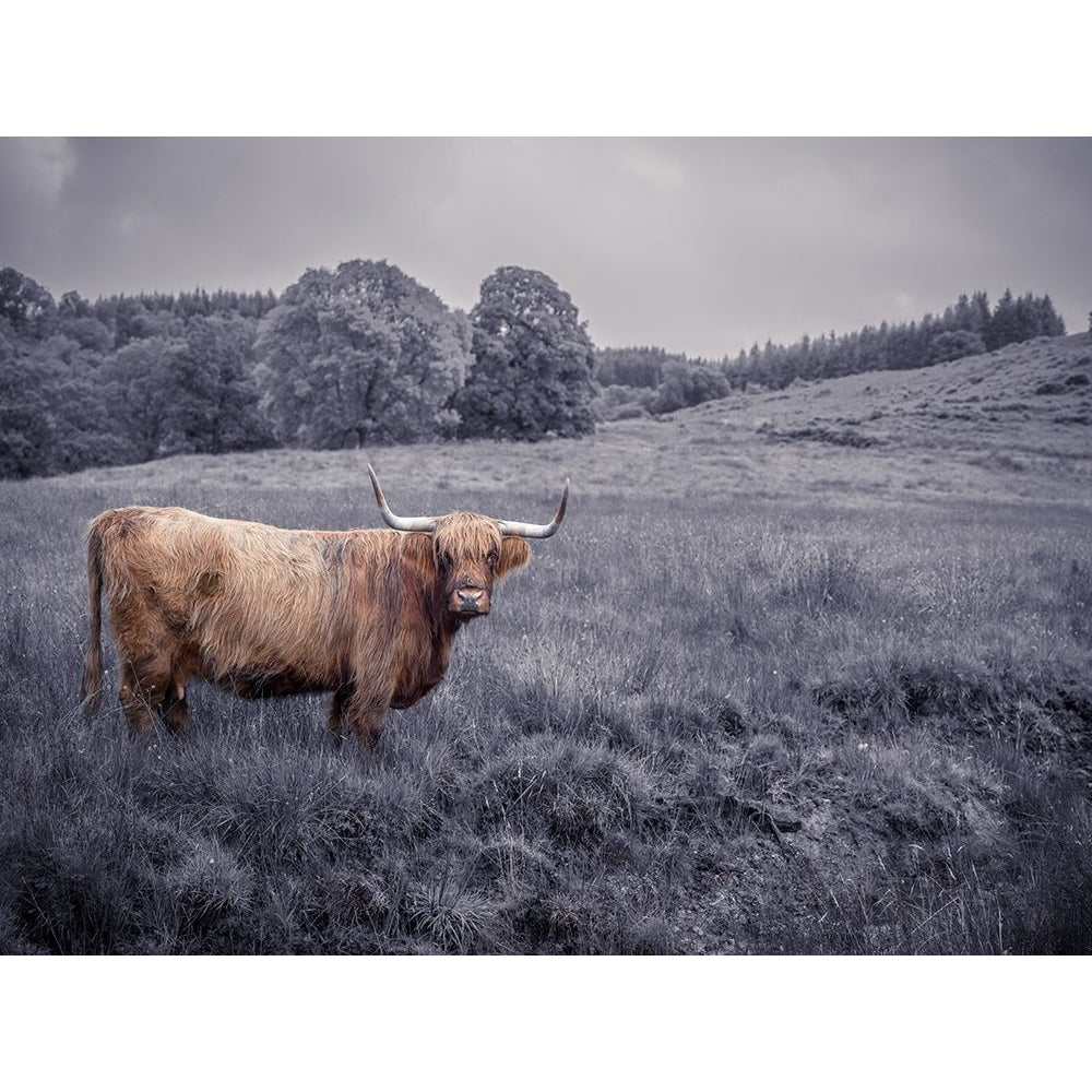 Highland Cow by Assaf Frank-VARPDXAF201808243049PANOC03 Image 1