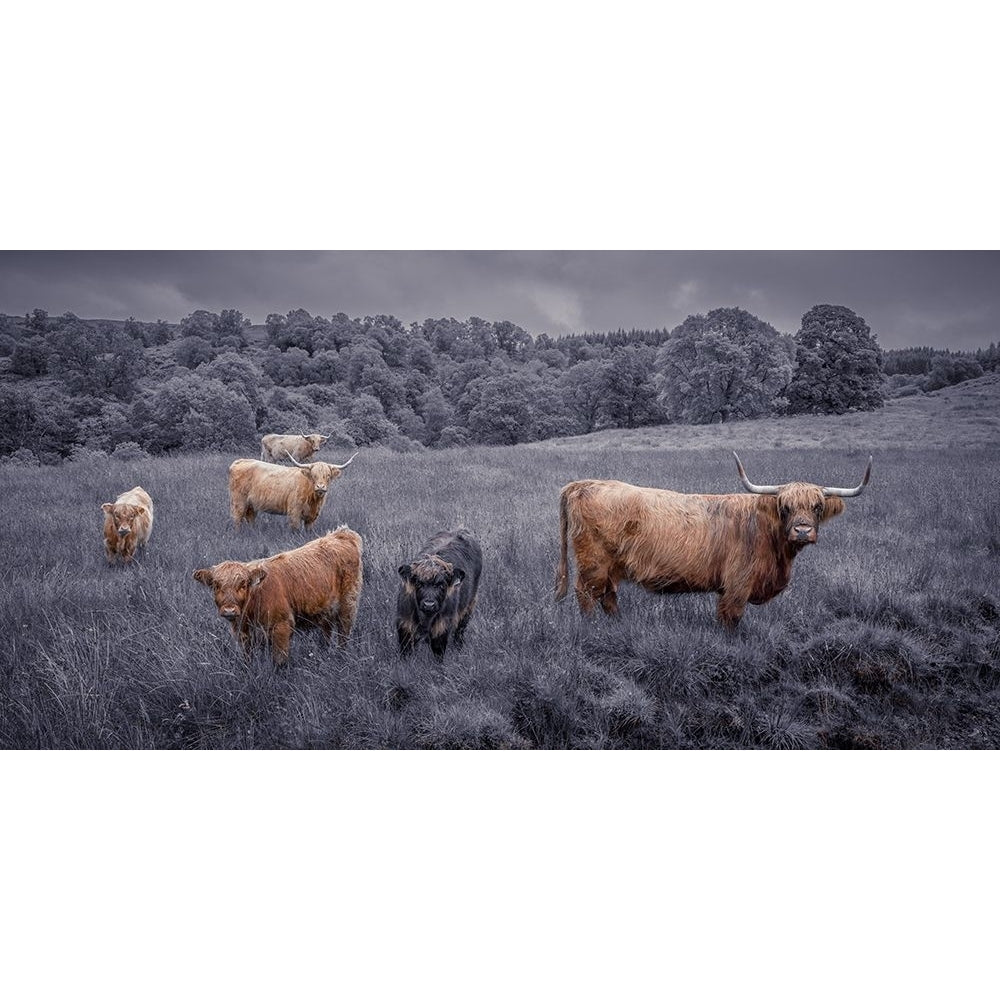 Highland Cows FTBR-1913 Poster Print by Assaf Frank-VARPDXAF201808243059C01 Image 1