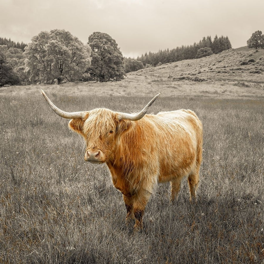 Highland Cows by Assaf Frank-VARPDXAF201808243063C01 Image 1