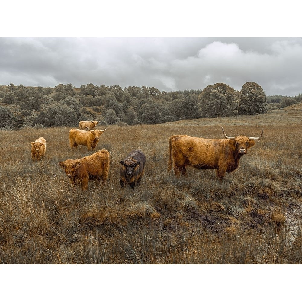 Highland Cows FTBR-1914 Poster Print by Assaf Frank-VARPDXAF201808243059C02 Image 1