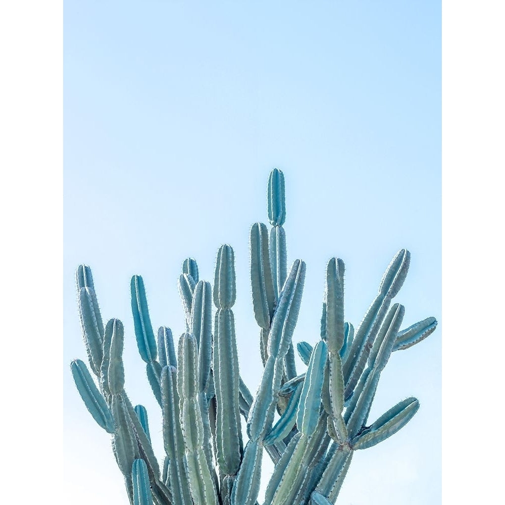 Cactus by Assaf Frank-VARPDXAF20190112013PANOPC01 Image 1