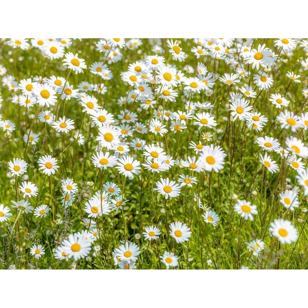 Daisy flowers by Assaf Frank-VARPDXAF20190520055 Image 1