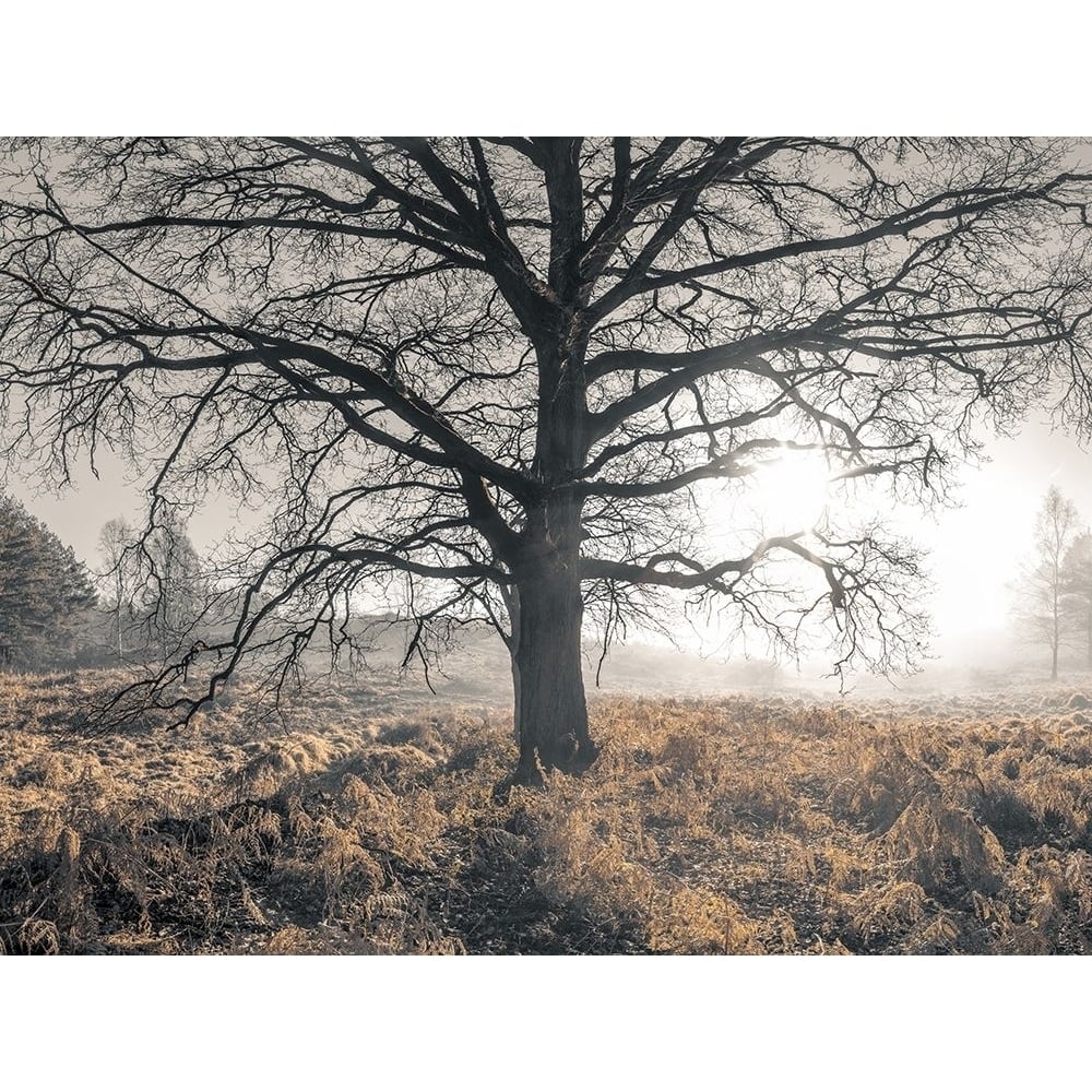 Misty forest by Assaf Frank-VARPDXAF20190214029PANOC04 Image 1