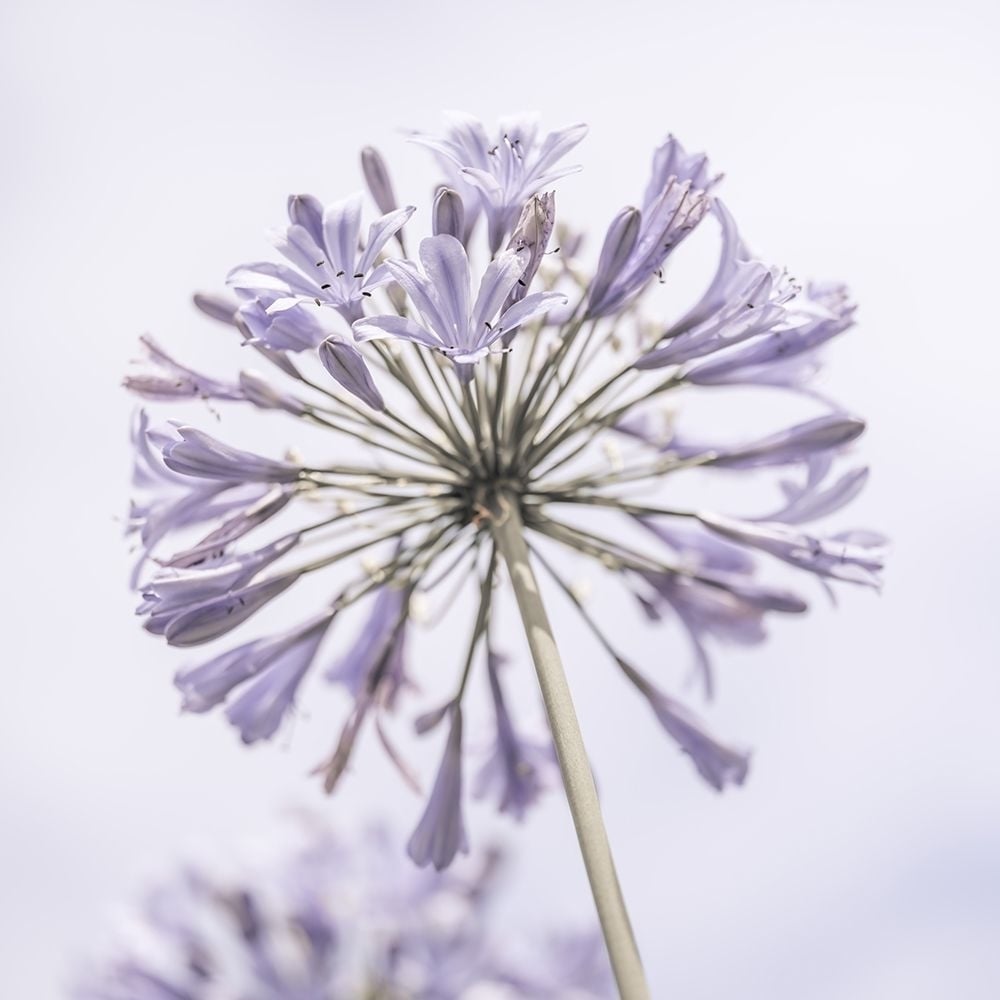 African Lily flowers Poster Print by Assaf Frank-VARPDXAF20190804181C02 Image 1