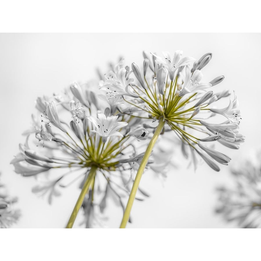 African Lily flowers Poster Print by Assaf Frank-VARPDXAF20190804176C01 Image 1