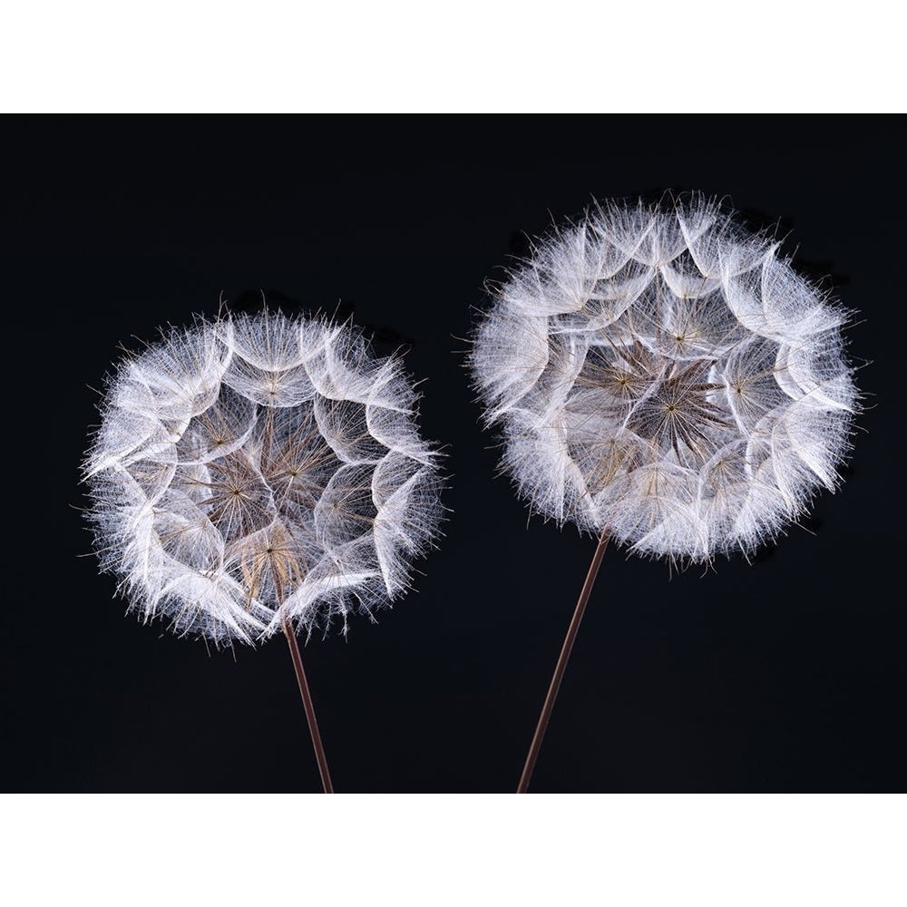 Dandelion Clock on black background Poster Print by Assaf Frank-VARPDXAF20190825016 Image 1