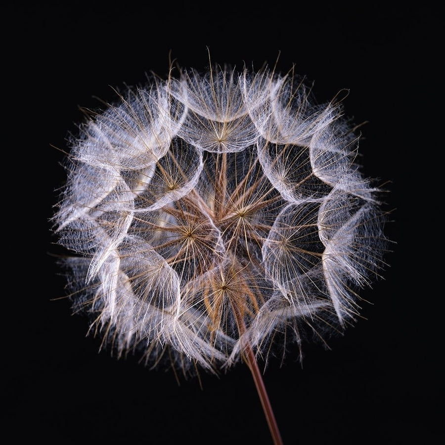 Dandelion Clock on black background Poster Print by Assaf Frank-VARPDXAF20190825034 Image 1