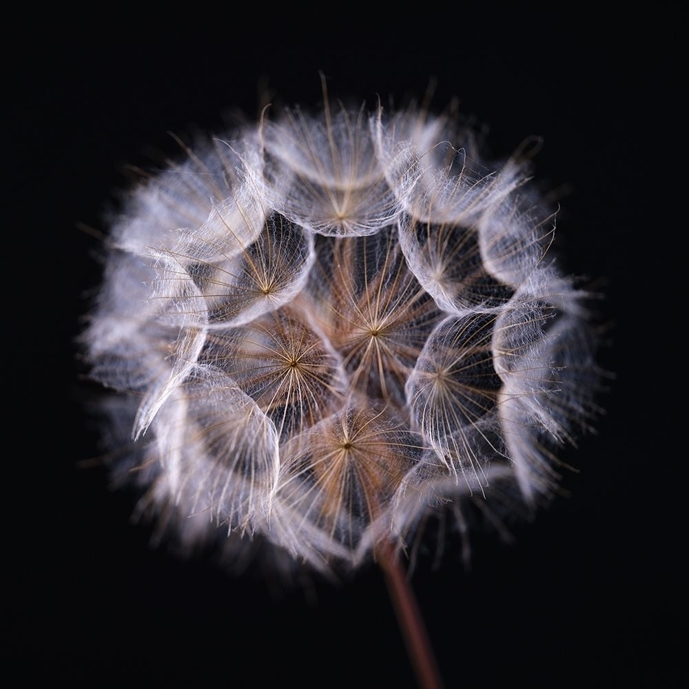 Dandelion Clock on black background Poster Print by Assaf Frank-VARPDXAF20190825031 Image 1