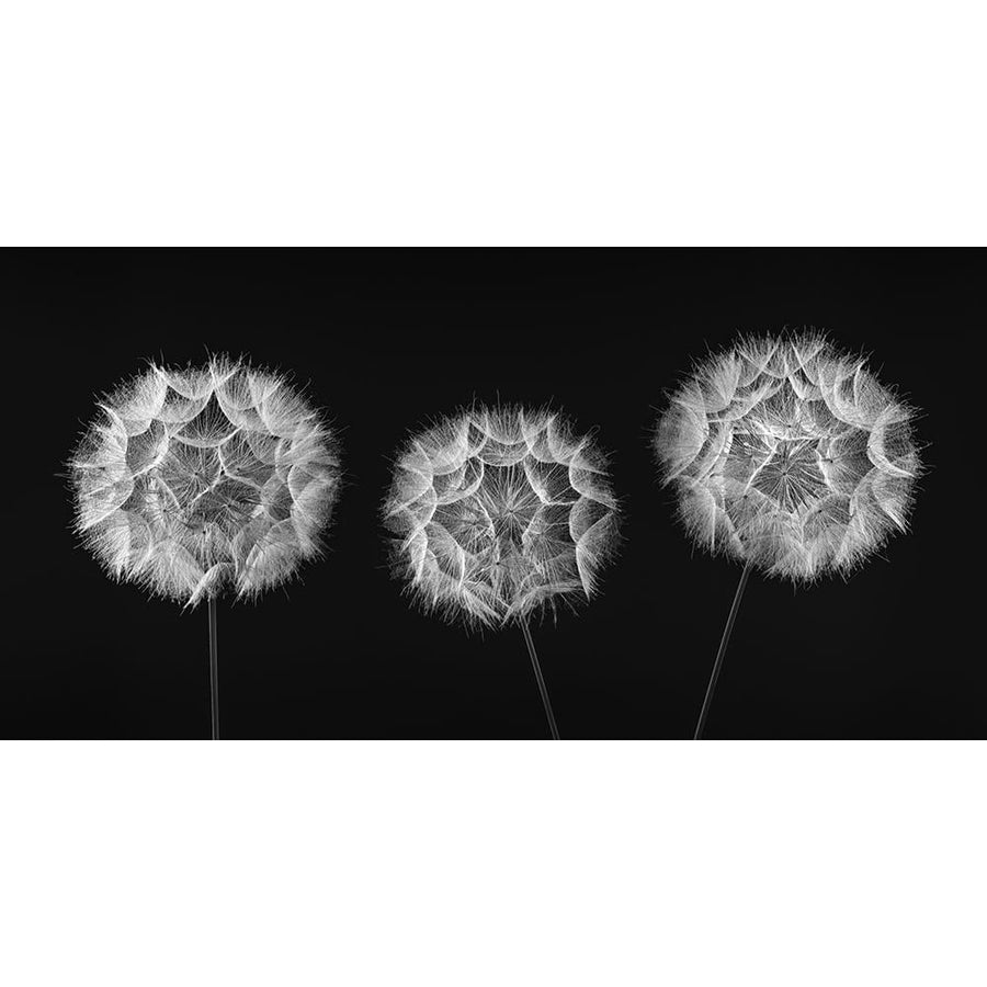 Dandelion Clock on black background Poster Print by Assaf Frank-VARPDXAF20190825029C01 Image 1