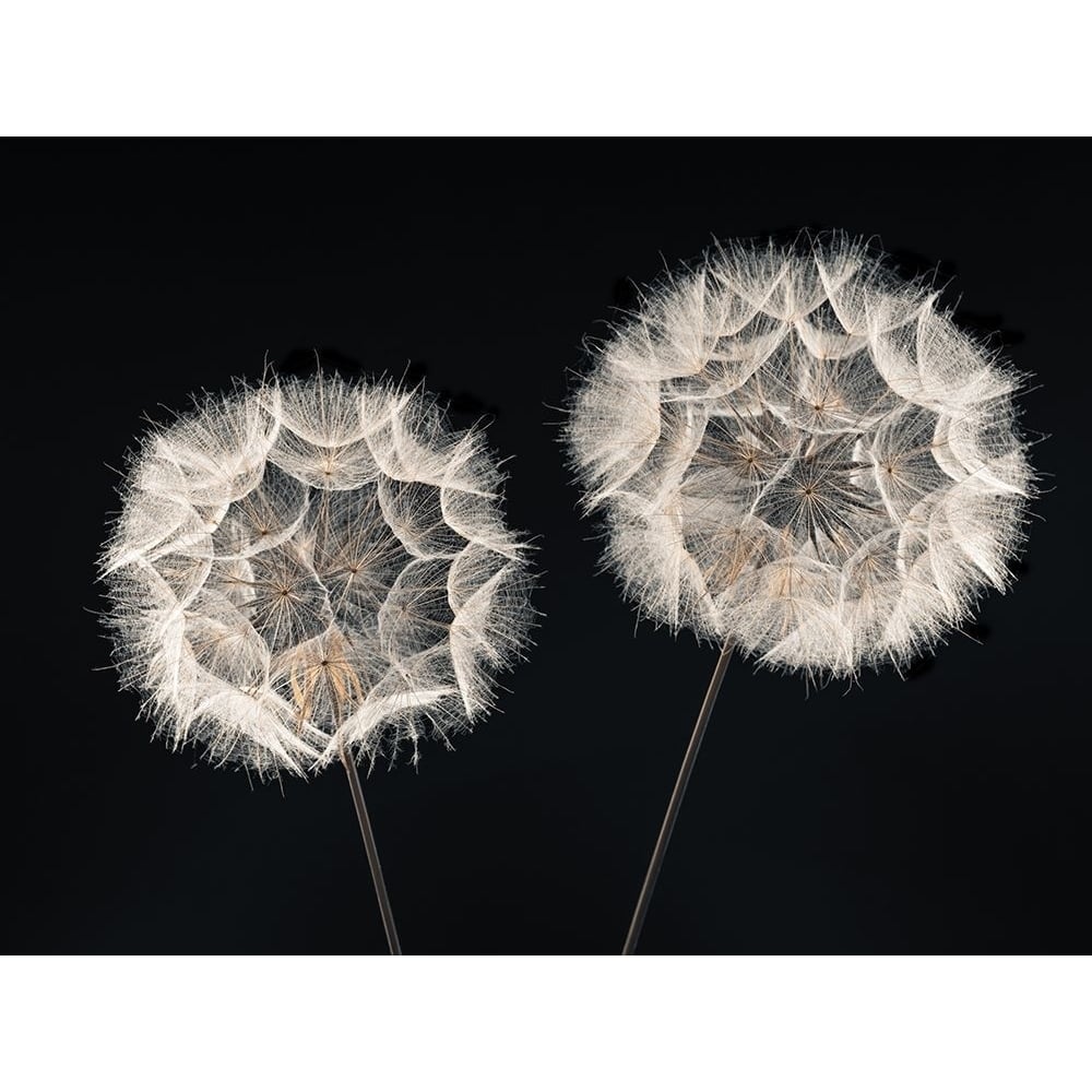 Dandelion Clock on black background Poster Print by Assaf Frank-VARPDXAF20190825016C02 Image 1