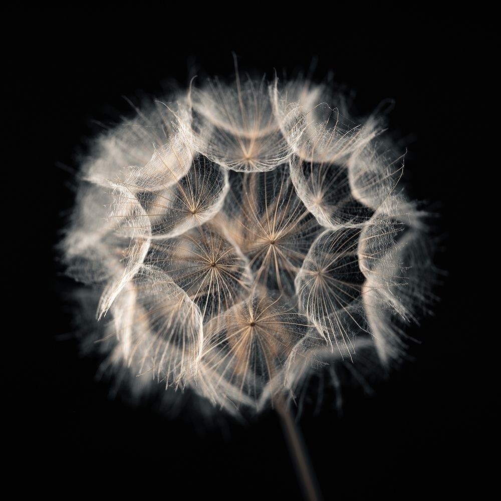 Dandelion Clock on black background Poster Print by Assaf Frank-VARPDXAF20190825031C01 Image 1